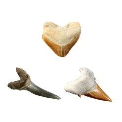 No Brand National Geographic Haaientanden Graaf Set -Speelgoed 1995672 5127df6f